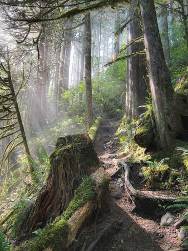 Rolley Lake/Falls Trails