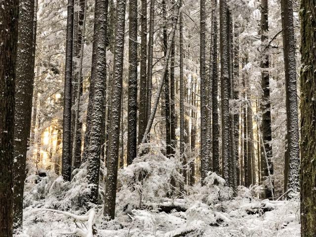 Rice Lake Loop