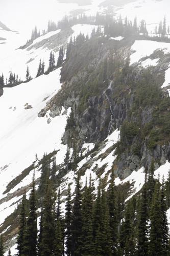 Blackcomb Meadows