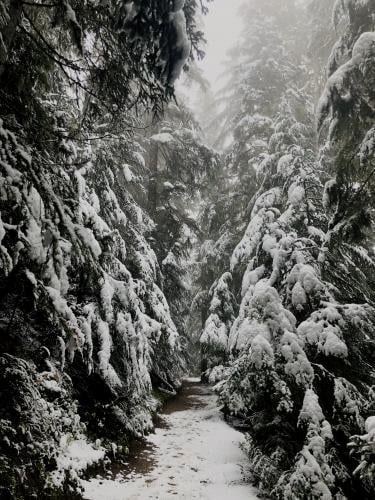 Garibaldi Lake Trail