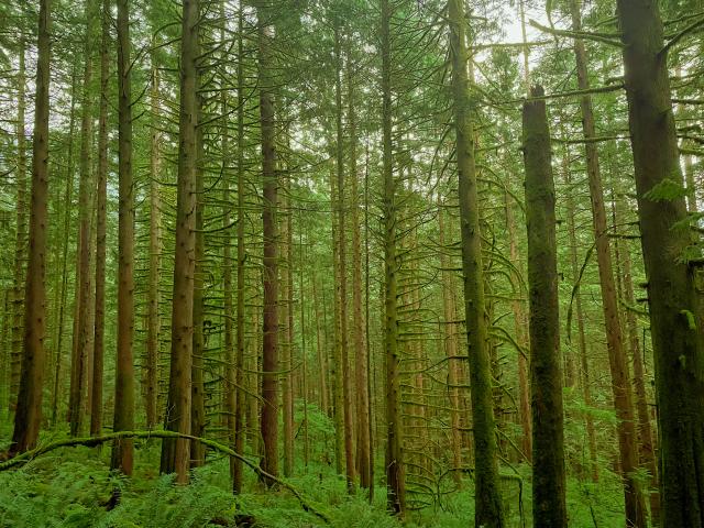 Golden Ears Summit