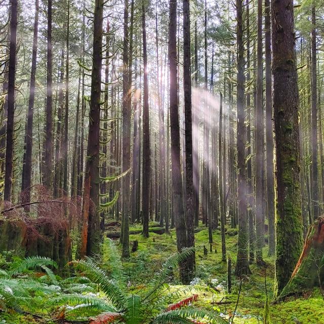 Lower Falls Trail