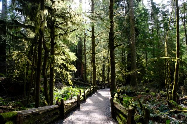 Cathedral Grove