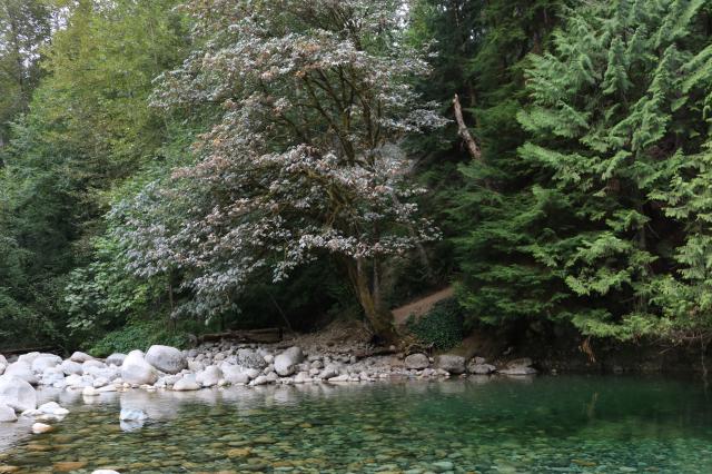 Lynn Canyon - Baden Powell Trail