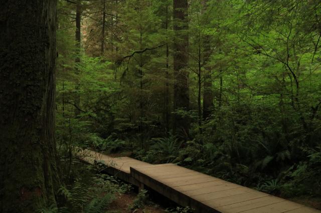 Lynn Canyon - Baden Powell Trail