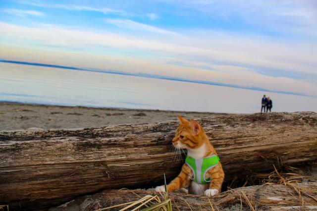 Boundary Bay Dyke Trail