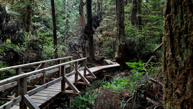 Rain Forest Trail