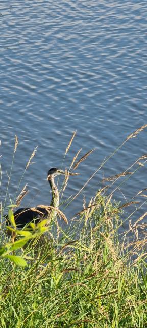 Pitt Meadows Dykes