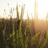 Boundary Bay Regional Park