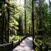 Cathedral Grove