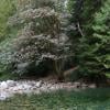 Lynn Canyon - Baden Powell Trail