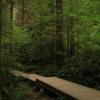 Lynn Canyon - Baden Powell Trail