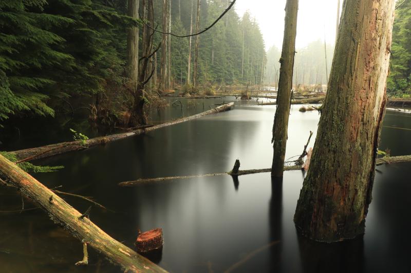 Woodhaven Swamp Loop