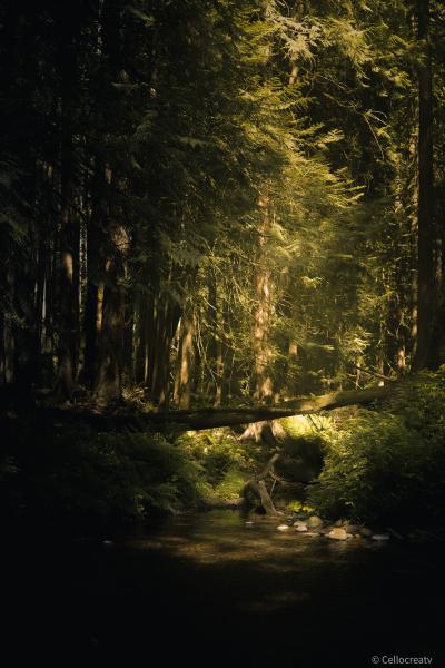 Nanaimo River Hatchery Trail