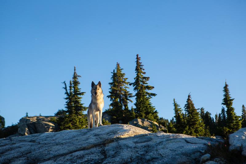 Capilano Mountain