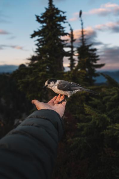 Howe Sound Crest Trail