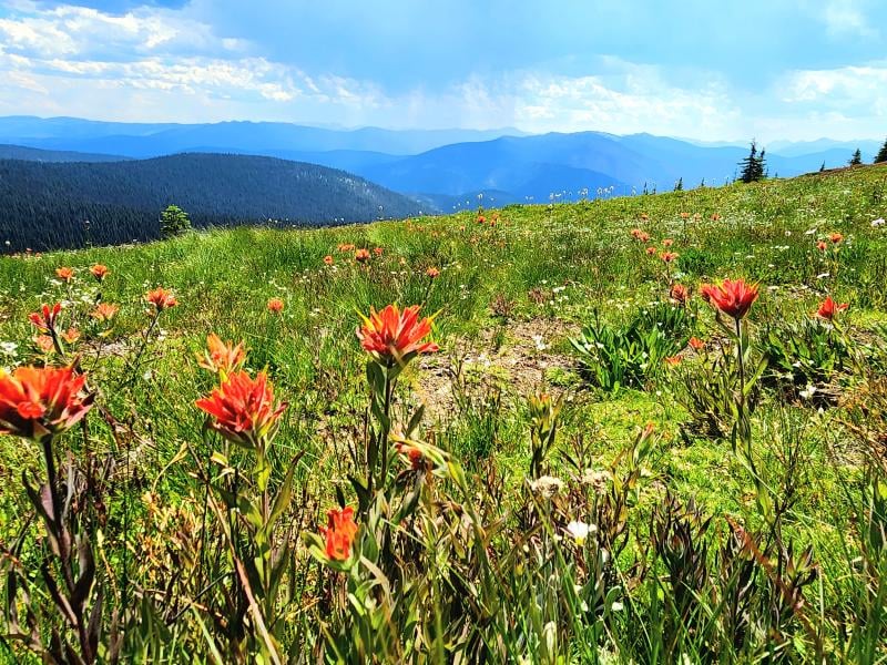 Heather Trail