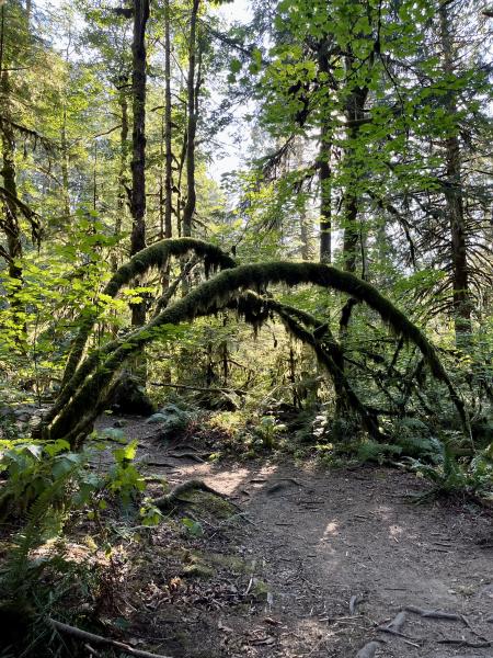 Stawamus River Trail