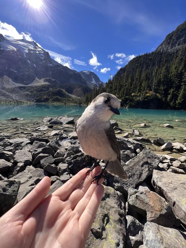 Joffre Lakes