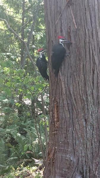 Coquitlam River Trail