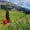 panorama ridge Garibaldi provincial park