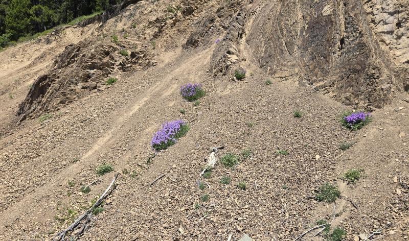 Blackwall Road To Cascade Lookout