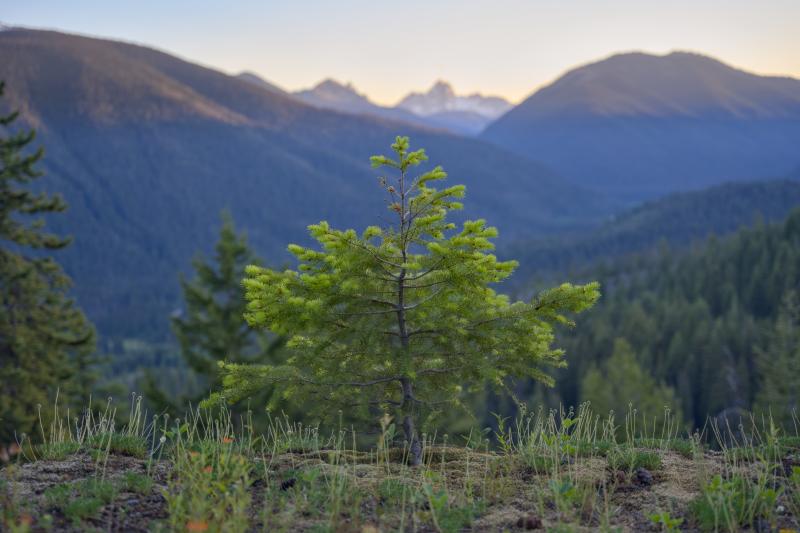 Cascade Lookout