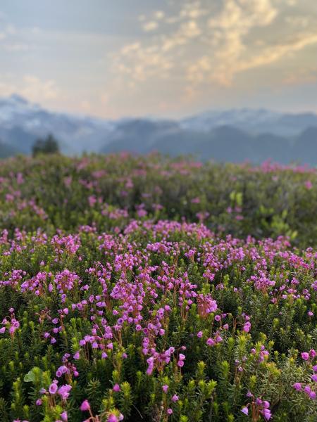 Elfin Lakes Trail