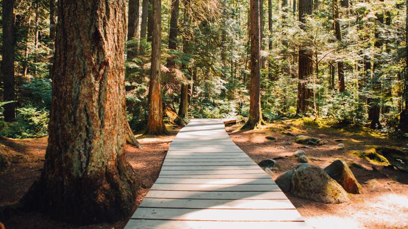 Lynn Canyon Loop