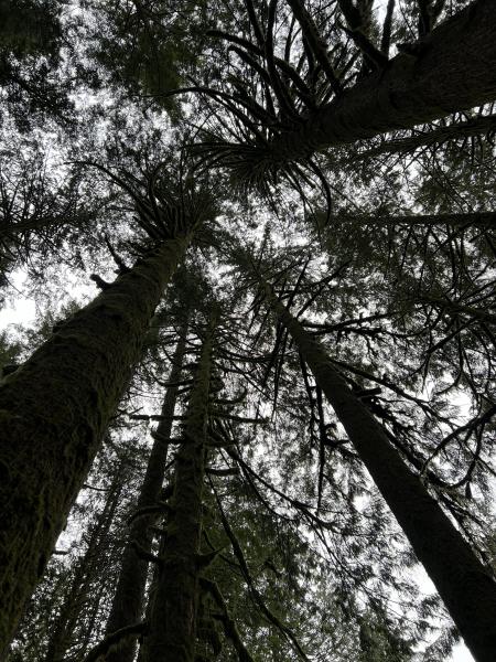 Lower Gold Creek Falls Trail