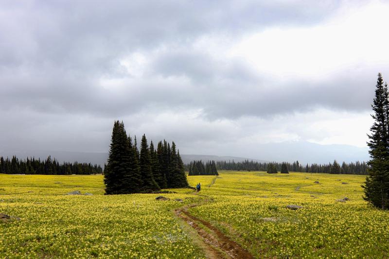 Trophy Meadows Trail