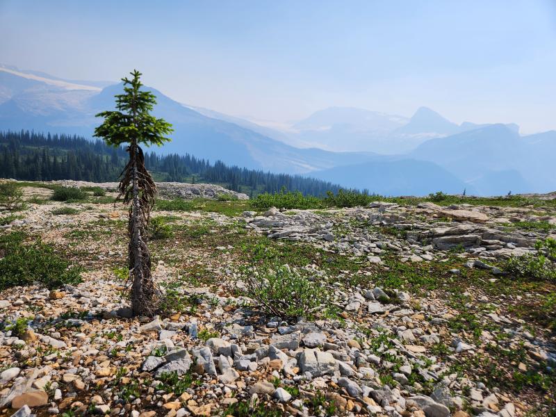 Iceline Trail