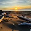 Rose Spit East Beach