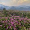 Elfin lakes trail