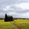 Trophy Meadows Trail