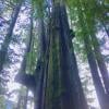 Big Cedar and Kennedy Falls Trail photo