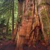 Big Cedar and Kennedy Falls Trail photo