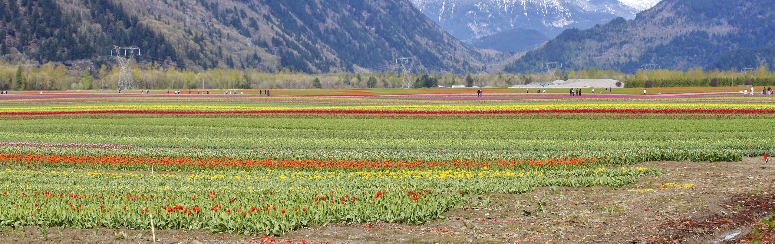 Tulips in the fields near Abbotsford, BC