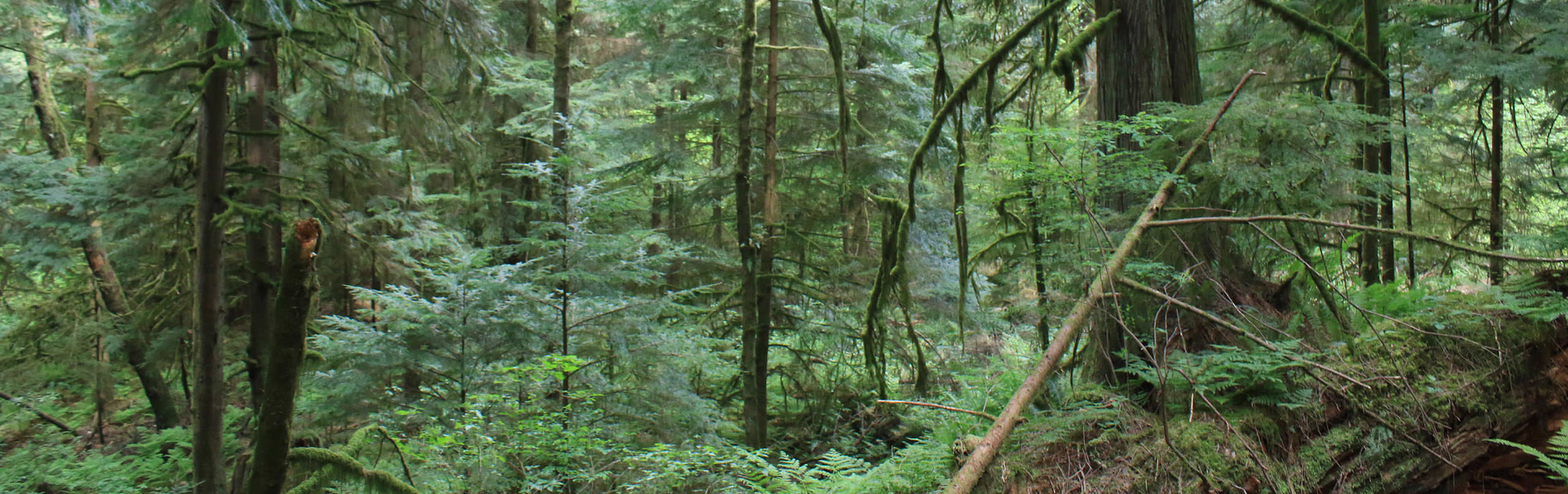 The forest on Bowen Island, BC