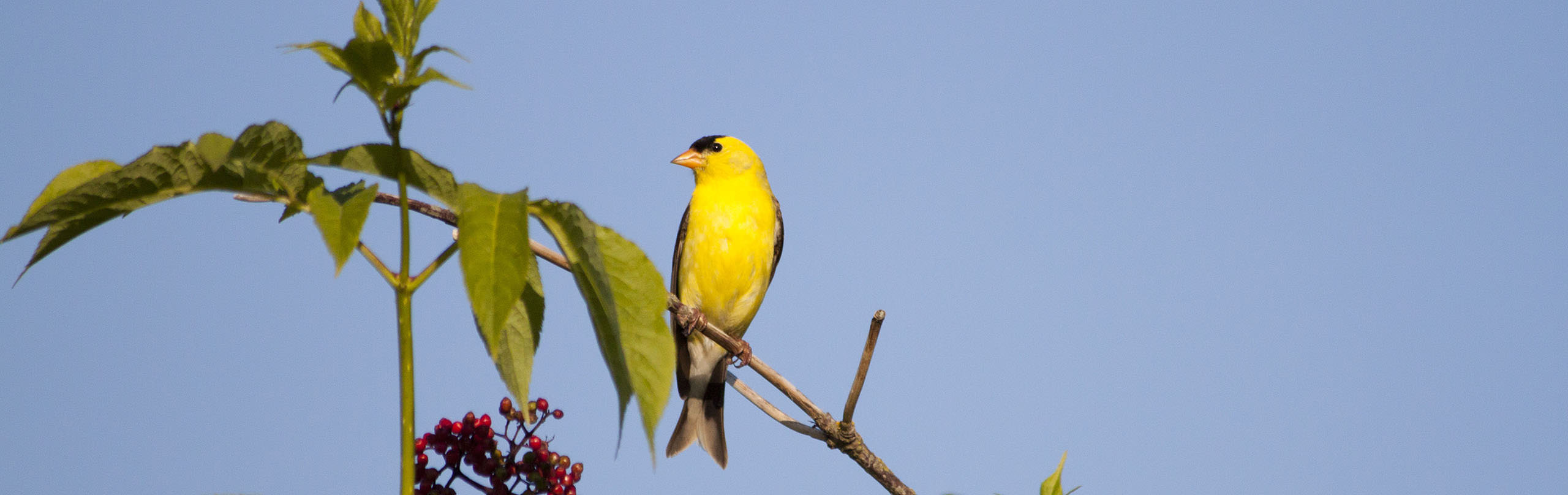 An American Goldfinch sits on a branch near White Rock, BC