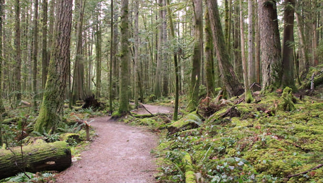 Hidden Grove near Sechelt | Vancouver Trails