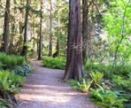 The beginning of the trail through the forest to Admiralty Point near Belcarra