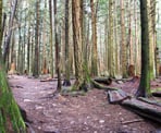 The forested trail in Bert Flinn Park in Port Moody