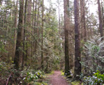 The forested hiking trail in Bert Flinn Park in Port Moody