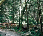 One of the wooden bridge along the hiking trail on the east side of Buntzen Lake