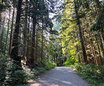 The road near the beginning of the Coquitlam Lake View Trail