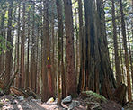 Second generation trees along the Coquitlam Lake View Trail