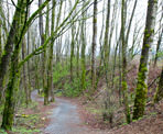 The wide trail descends into Downes Bowl from the Discovery Trail near the fields at Clearbrook Park