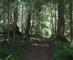 The trail starts out gradual but gets fairly steep as you ascend Elk Mountain in Chilliwack, BC