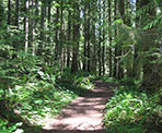 The forest trail that climbs to the top of Elk Mountain in Chilliwack, BC